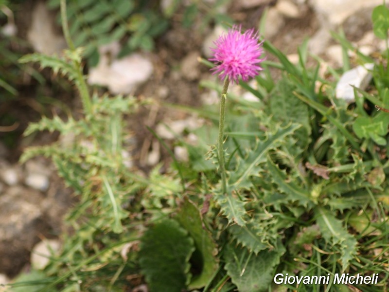 Carduus defloratus